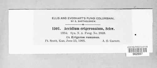 Aecidium erigeronatum image